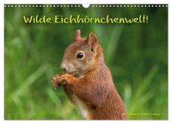 Wilde Eichhörnchenwelt! (Wandkalender 2024 DIN A3 quer), CALVENDO Monatskalender