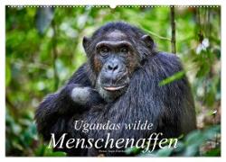 Ugandas wilde Menschenaffen (Wandkalender 2024 DIN A2 quer), CALVENDO Monatskalender