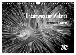 Unterwasser Makros - schwarz weiss 2024 (Wandkalender 2024 DIN A4 quer), CALVENDO Monatskalender