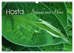 Hosta Staude mit Herz (Wandkalender 2024 DIN A3 quer), CALVENDO Monatskalender