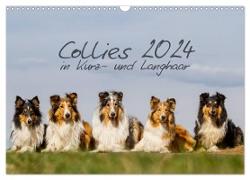 Collies 2024 in Kurz- und Langhaar (Wandkalender 2024 DIN A3 quer), CALVENDO Monatskalender
