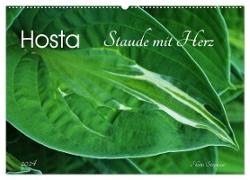 Hosta Staude mit Herz (Wandkalender 2024 DIN A2 quer), CALVENDO Monatskalender