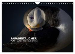 Papageitaucher: Puffin - Lundi - Fratercula arctica (Wandkalender 2024 DIN A4 quer), CALVENDO Monatskalender