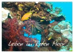 Leben im Roten Meer (Wandkalender 2024 DIN A3 quer), CALVENDO Monatskalender