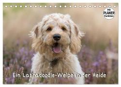 Ein Labradoodle-Welpe in der Heide (Tischkalender 2024 DIN A5 quer), CALVENDO Monatskalender