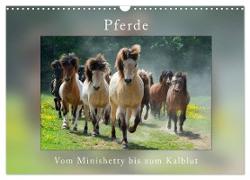 Pferde Vom Minishetty bis zum Kaltblut (Wandkalender 2024 DIN A3 quer), CALVENDO Monatskalender