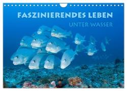 Faszinierendes Leben unter Wasser (Wandkalender 2024 DIN A4 quer), CALVENDO Monatskalender