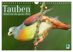 Tauben rund um die ganze Welt (Wandkalender 2024 DIN A4 quer), CALVENDO Monatskalender