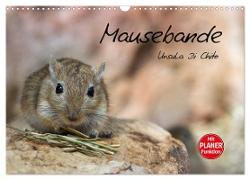 Mausebande (Wandkalender 2024 DIN A3 quer), CALVENDO Monatskalender