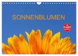 Sonnenblumen (Wandkalender 2024 DIN A4 quer), CALVENDO Monatskalender