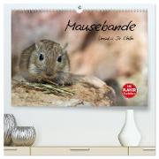Mausebande (hochwertiger Premium Wandkalender 2024 DIN A2 quer), Kunstdruck in Hochglanz