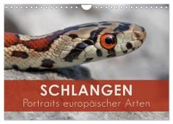 Schlangen - Portraits europäischer Arten (Wandkalender 2024 DIN A4 quer), CALVENDO Monatskalender