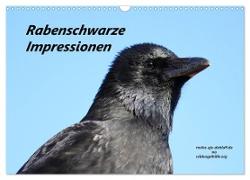 Rabenschwarze Impressionen - meike-ajo-dettlaff.de via wildvogelhlfe.org (Wandkalender 2024 DIN A3 quer), CALVENDO Monatskalender