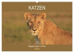 Katzen - Begegnungen in Afrika (Wandkalender 2024 DIN A2 quer), CALVENDO Monatskalender