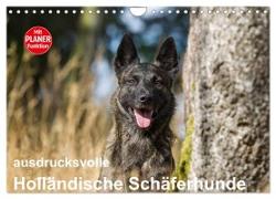 ausdrucksvolle Holländische Schäferhunde (Wandkalender 2024 DIN A4 quer), CALVENDO Monatskalender