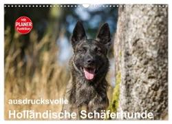 ausdrucksvolle Holländische Schäferhunde (Wandkalender 2024 DIN A3 quer), CALVENDO Monatskalender