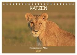 Katzen - Begegnungen in Afrika (Tischkalender 2024 DIN A5 quer), CALVENDO Monatskalender