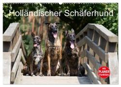 Holländischer Schäferhund (Wandkalender 2024 DIN A2 quer), CALVENDO Monatskalender