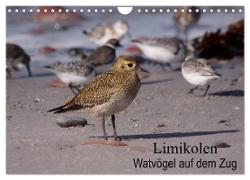 Limikolen Watvögel auf dem Zug (Wandkalender 2024 DIN A4 quer), CALVENDO Monatskalender