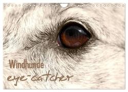 Windhunde eye-catcher (Wandkalender 2024 DIN A4 quer), CALVENDO Monatskalender