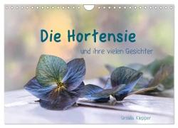Die Hortensie und ihre vielen Gesichter (Wandkalender 2024 DIN A4 quer), CALVENDO Monatskalender