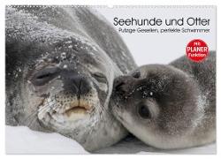 Seehunde und Otter. Putzige Gesellen, perfekte Schwimmer (Wandkalender 2024 DIN A2 quer), CALVENDO Monatskalender