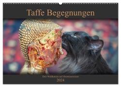 Taffe Begegnungen-Drei Waldkatzen auf Abenteuerreisen (Wandkalender 2024 DIN A2 quer), CALVENDO Monatskalender
