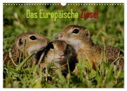 Das Europäische Ziesel (Wandkalender 2024 DIN A3 quer), CALVENDO Monatskalender