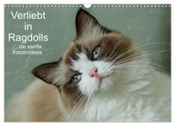 Verliebt in Ragdolls ... die sanfte Katzenrasse (Wandkalender 2024 DIN A3 quer), CALVENDO Monatskalender