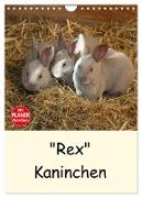 "Rex" Kaninchen (Wandkalender 2024 DIN A4 hoch), CALVENDO Monatskalender