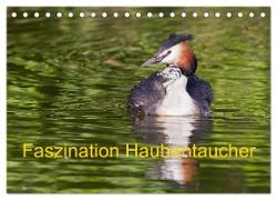 Faszination Haubentaucher (Tischkalender 2024 DIN A5 quer), CALVENDO Monatskalender