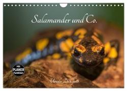 Salamander und Co. (Wandkalender 2024 DIN A4 quer), CALVENDO Monatskalender