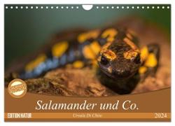 Salamander und Co. (Wandkalender 2024 DIN A4 quer), CALVENDO Monatskalender