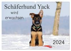 Schäferhund Yack wird erwachsen (Wandkalender 2024 DIN A2 quer), CALVENDO Monatskalender