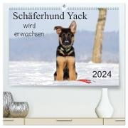 Schäferhund Yack wird erwachsen (hochwertiger Premium Wandkalender 2024 DIN A2 quer), Kunstdruck in Hochglanz