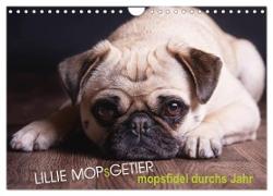 Lillie Mopsgetier - mopsfidel durchs Jahr (Wandkalender 2024 DIN A4 quer), CALVENDO Monatskalender