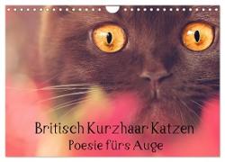 Britisch Kurzhaar Katzen - Poesie fürs Auge (Wandkalender 2024 DIN A4 quer), CALVENDO Monatskalender