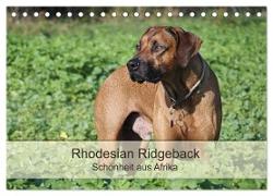 Rhodesian Ridgeback Schönheit aus Afrika (Tischkalender 2024 DIN A5 quer), CALVENDO Monatskalender