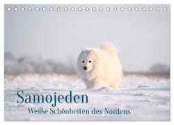 Samojeden - Liebenswerte Fellkugeln (Tischkalender 2024 DIN A5 quer), CALVENDO Monatskalender