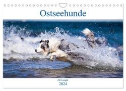 Ostseehunde (Wandkalender 2024 DIN A4 quer), CALVENDO Monatskalender