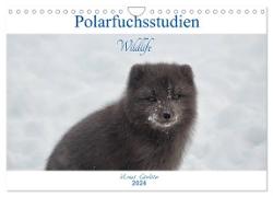 Polarfuchsstudien Wildlife (Wandkalender 2024 DIN A4 quer), CALVENDO Monatskalender