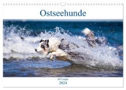 Ostseehunde (Wandkalender 2024 DIN A3 quer), CALVENDO Monatskalender