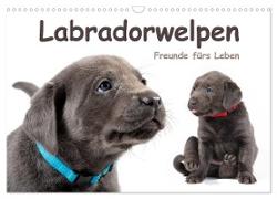 Labradorwelpen - Freunde fürs Leben (Wandkalender 2024 DIN A3 quer), CALVENDO Monatskalender