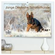 Junge Deutsche Schäferhunde (hochwertiger Premium Wandkalender 2024 DIN A2 quer), Kunstdruck in Hochglanz