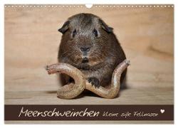 Meerschweinchen - Kleine süße Fellnasen (Wandkalender 2024 DIN A3 quer), CALVENDO Monatskalender