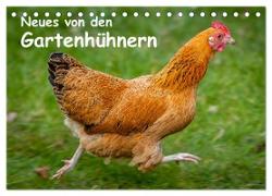 Neues von den Gartenhühnern (Tischkalender 2024 DIN A5 quer), CALVENDO Monatskalender