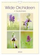 Wilde Orchideen in Deutschland 2024 (Wandkalender 2024 DIN A4 hoch), CALVENDO Monatskalender