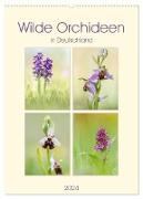 Wilde Orchideen in Deutschland 2024 (Wandkalender 2024 DIN A2 hoch), CALVENDO Monatskalender