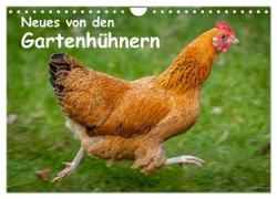 Neues von den Gartenhühnern (Wandkalender 2024 DIN A4 quer), CALVENDO Monatskalender
