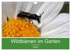 Wildbienen im Garten (Wandkalender 2024 DIN A4 quer), CALVENDO Monatskalender